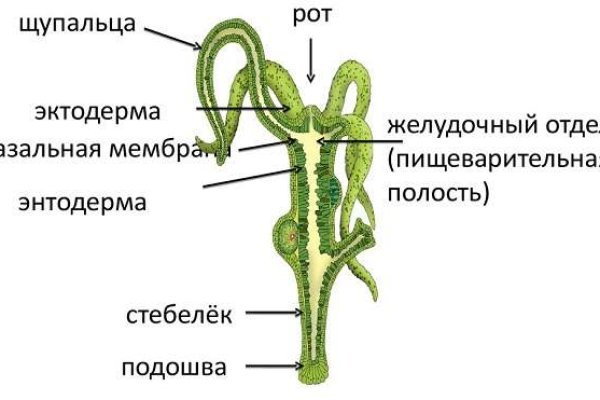 Кракен сайт тор ссылка