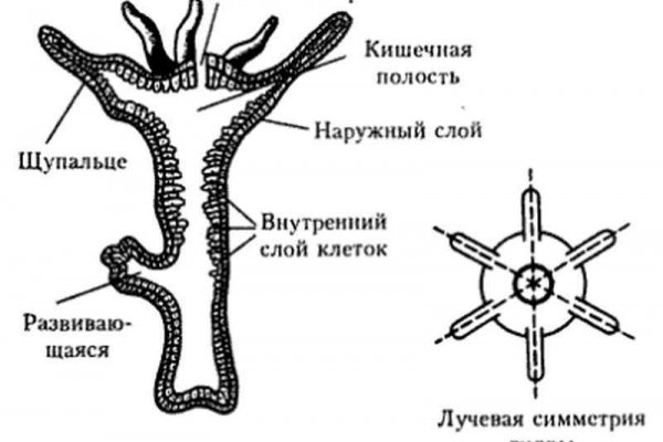 Действующие ссылки на кракен