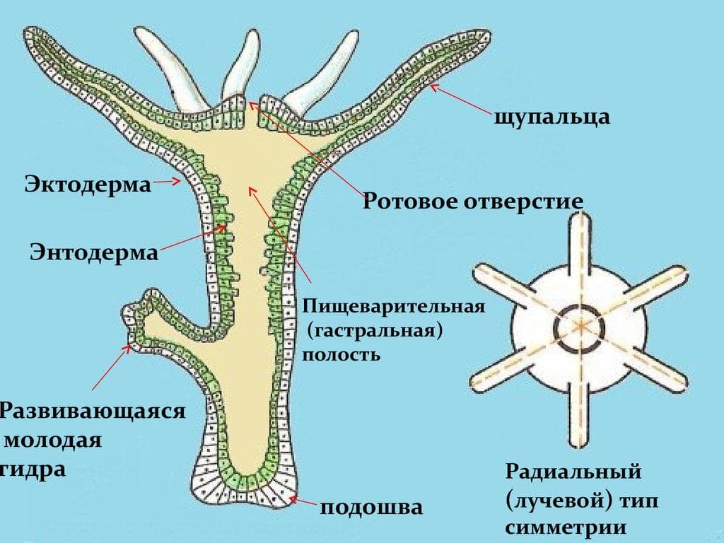 Мега или кракен